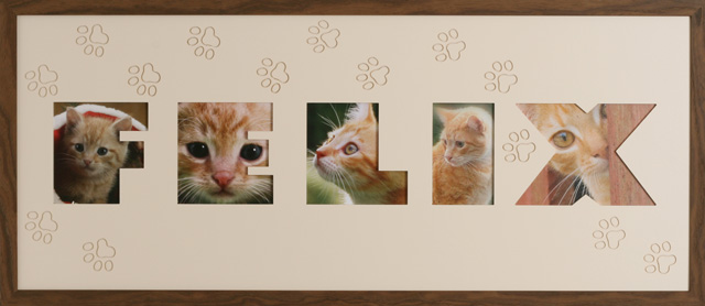Katzenpfote